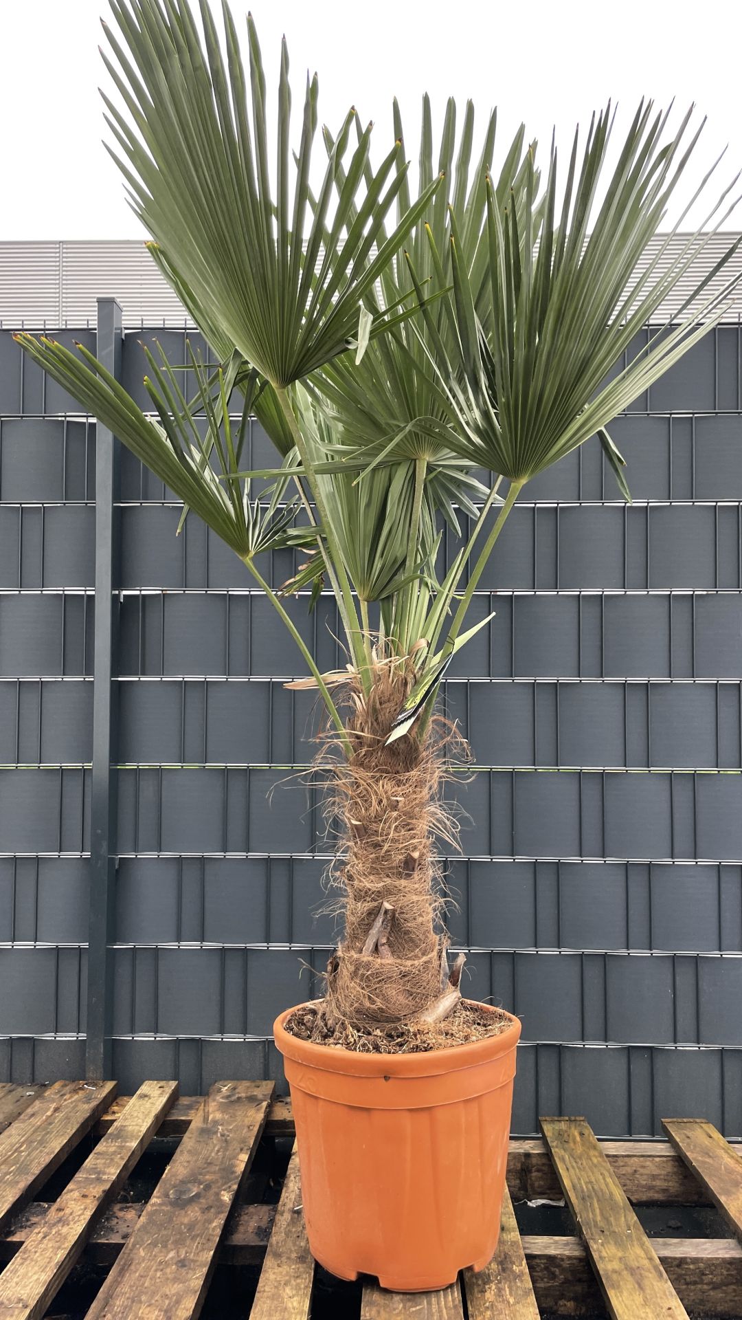 Trachycarpus fortunei Chinesische Hanfpalme 180200cm TCF180200